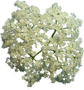 Organic Dried Elderflowers 56.7g - Lighten Up Shop