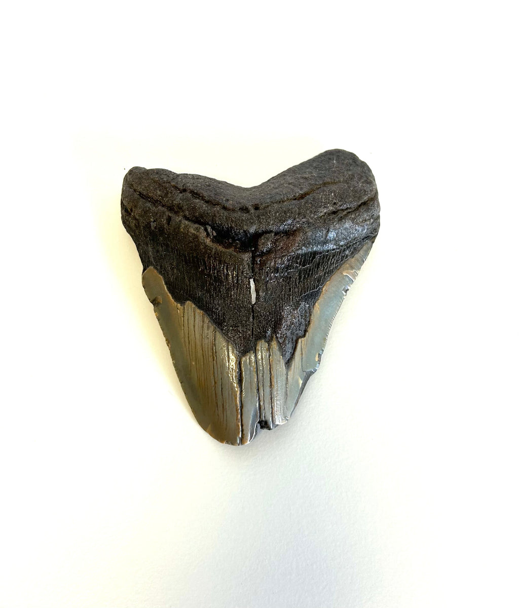 Megalodon Tooth - Lighten Up Shop