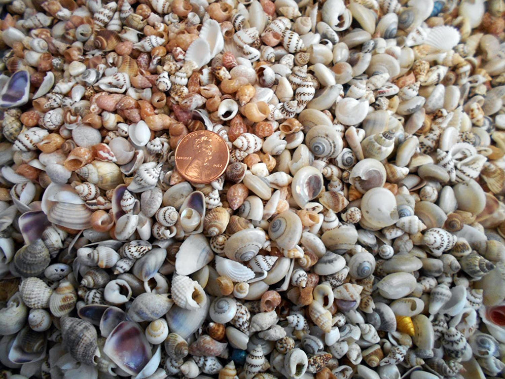 Sea Shells Mini - Lighten Up Shop