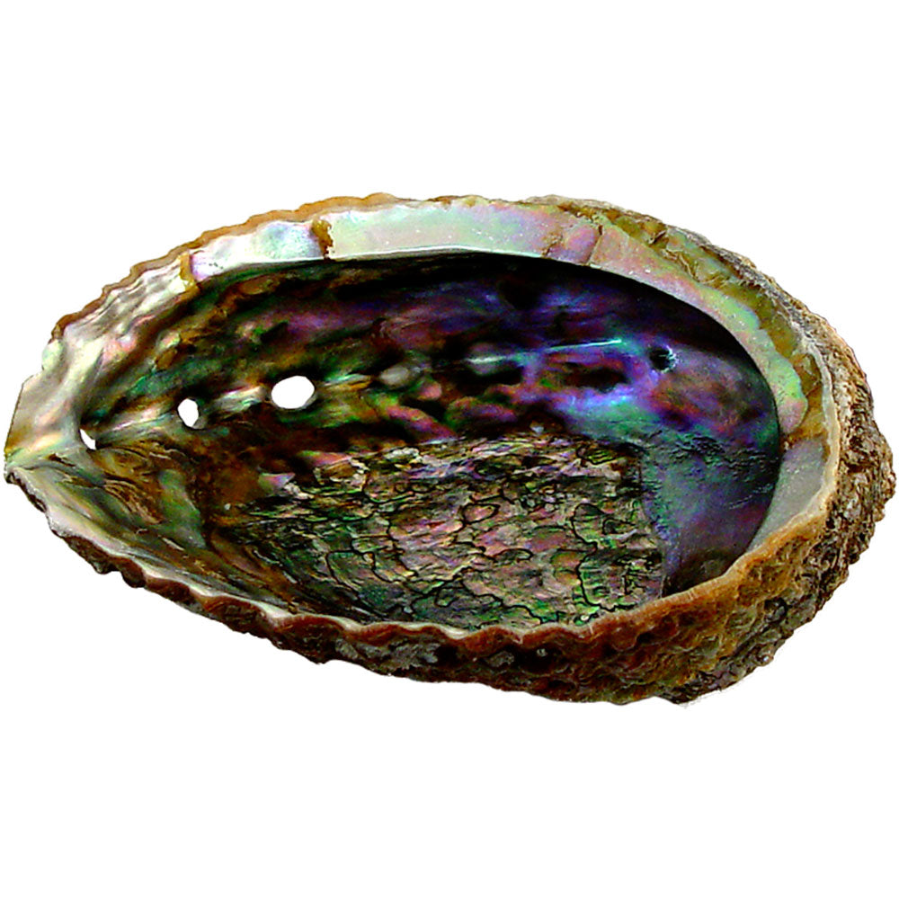 Abalone Shell Large - Lighten Up Shop