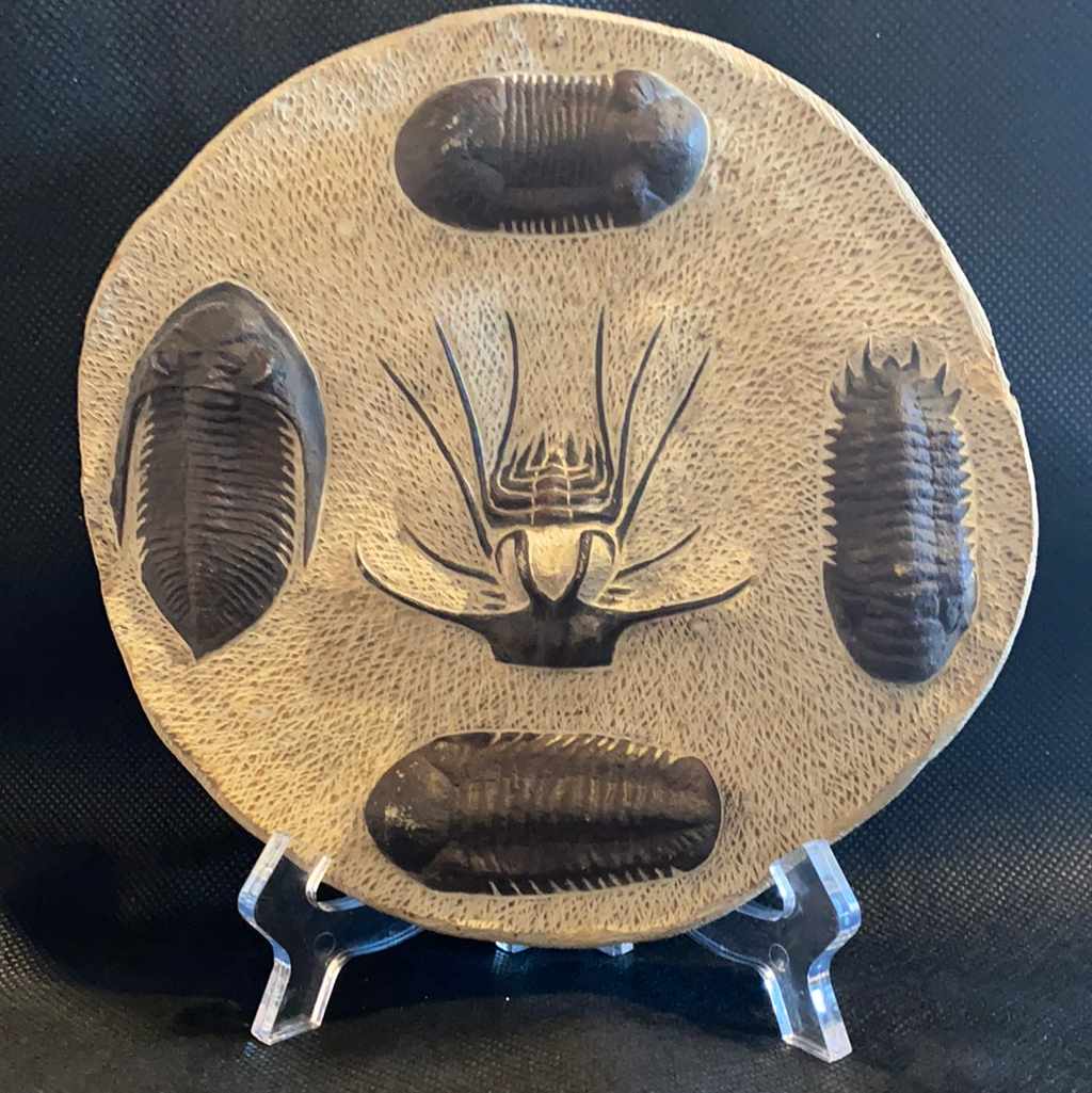 Fossil Trilobite - Lighten Up Shop